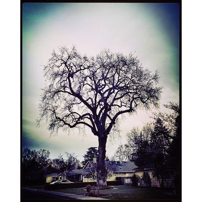 winter-tree.jpg