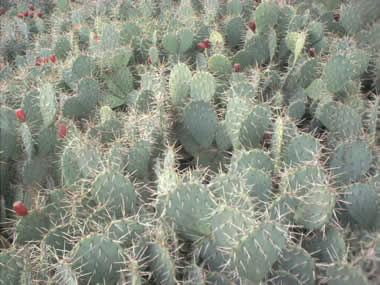 cactos