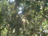 ma��s