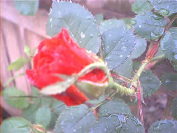 rose