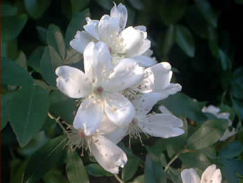 white flowers