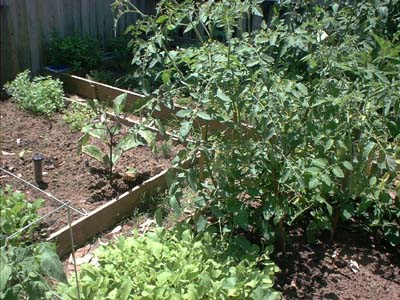 the garden