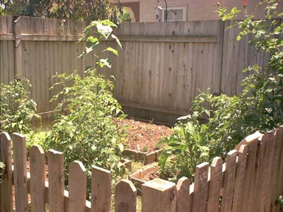 the garden