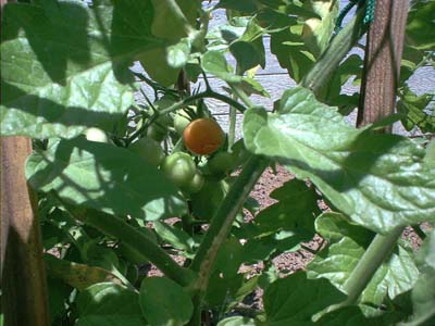 the garden