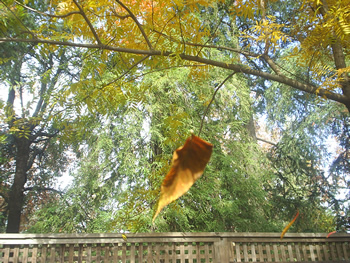 ihouseleaves2.jpg