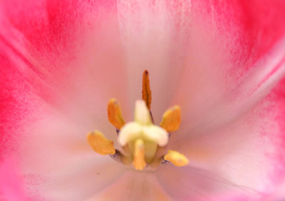 inside_tulip_1s.jpg