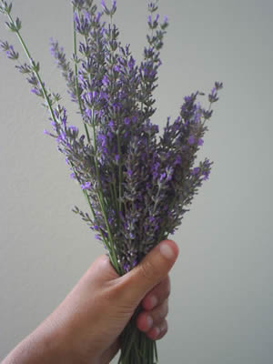 lavanda