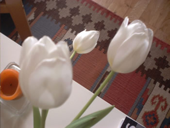 moretulips.jpg