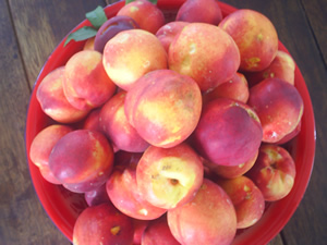 nectarines