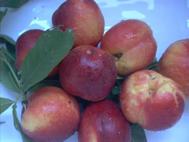 nectarines1.jpg