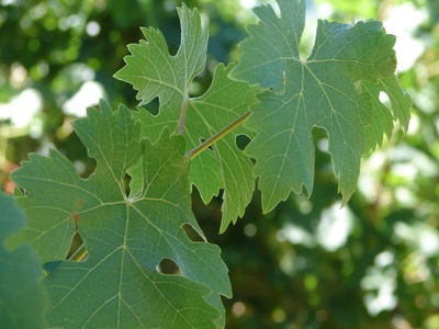 quintessa_2.jpg