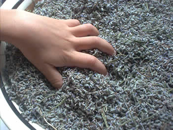 lavanda!