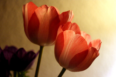 tulipas_no_escuro_s.jpg