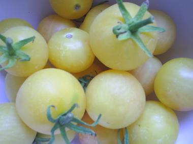 yellowtomatoes.JPG